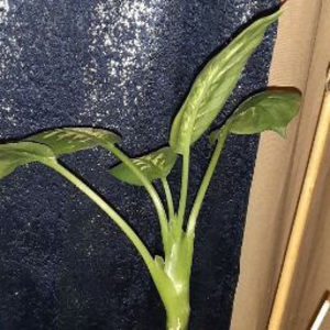 Meet your Posher, God's